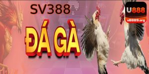 đá gà SV368