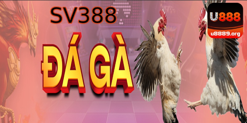 đá gà SV368