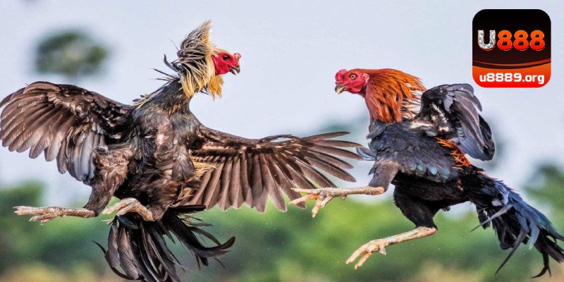 Cập nhật dữ liệu gà chọi để phân tích kỹ lưỡng tại các trận đấu