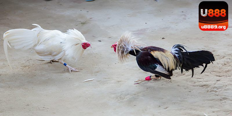 Đá Gà chắc chắn mang tới trải nghiệm tuyệt đỉnh